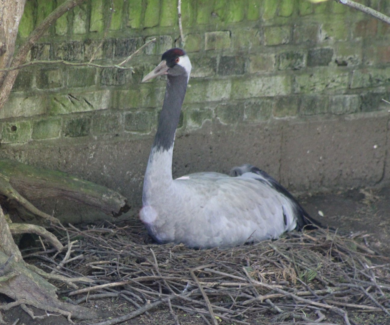 European crane at the nest