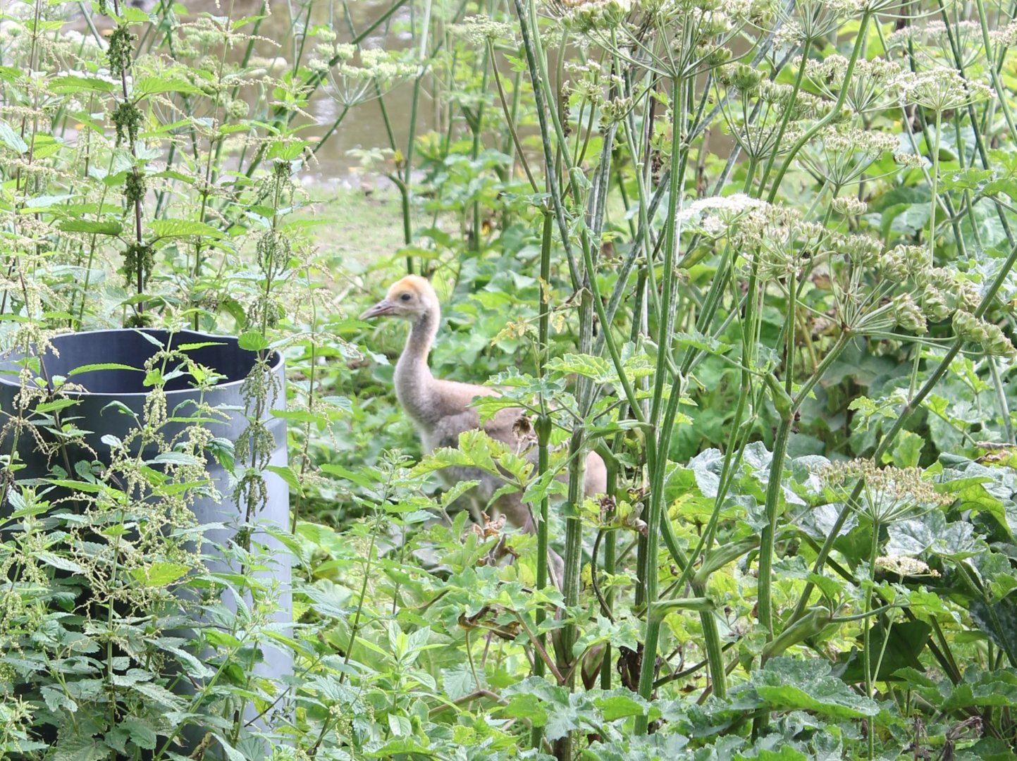 European crane chick