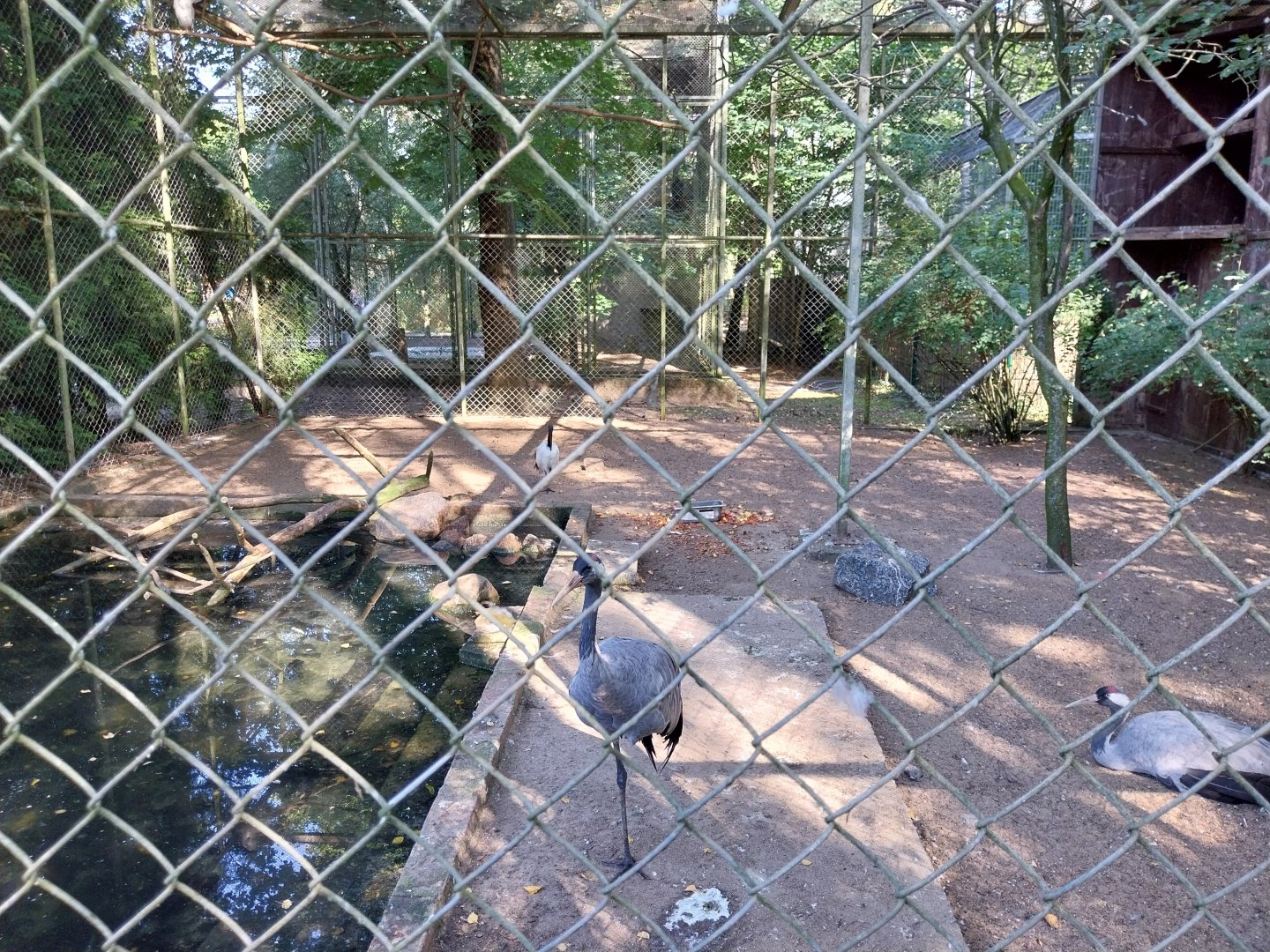 European Crane (Grus grus grus) & African Sacred Ibis (Threskiornis aethiopicus) aviary