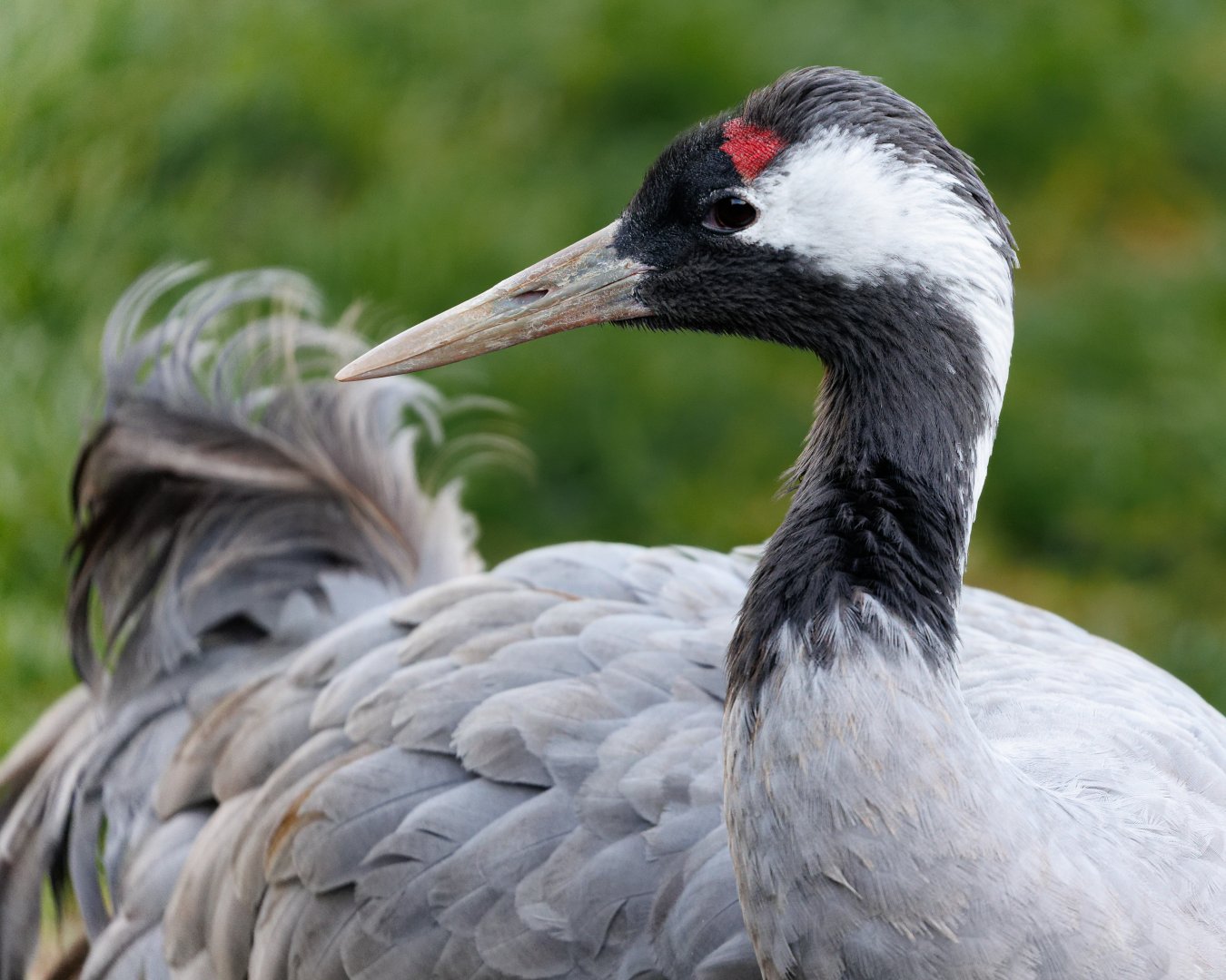 European Crane / Pensthorpe / 29-11-21