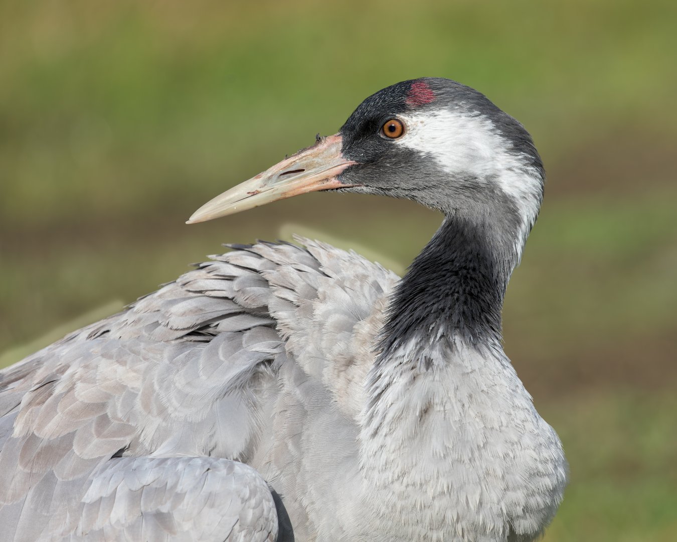 European Crane/ Watatunga 31-10-23