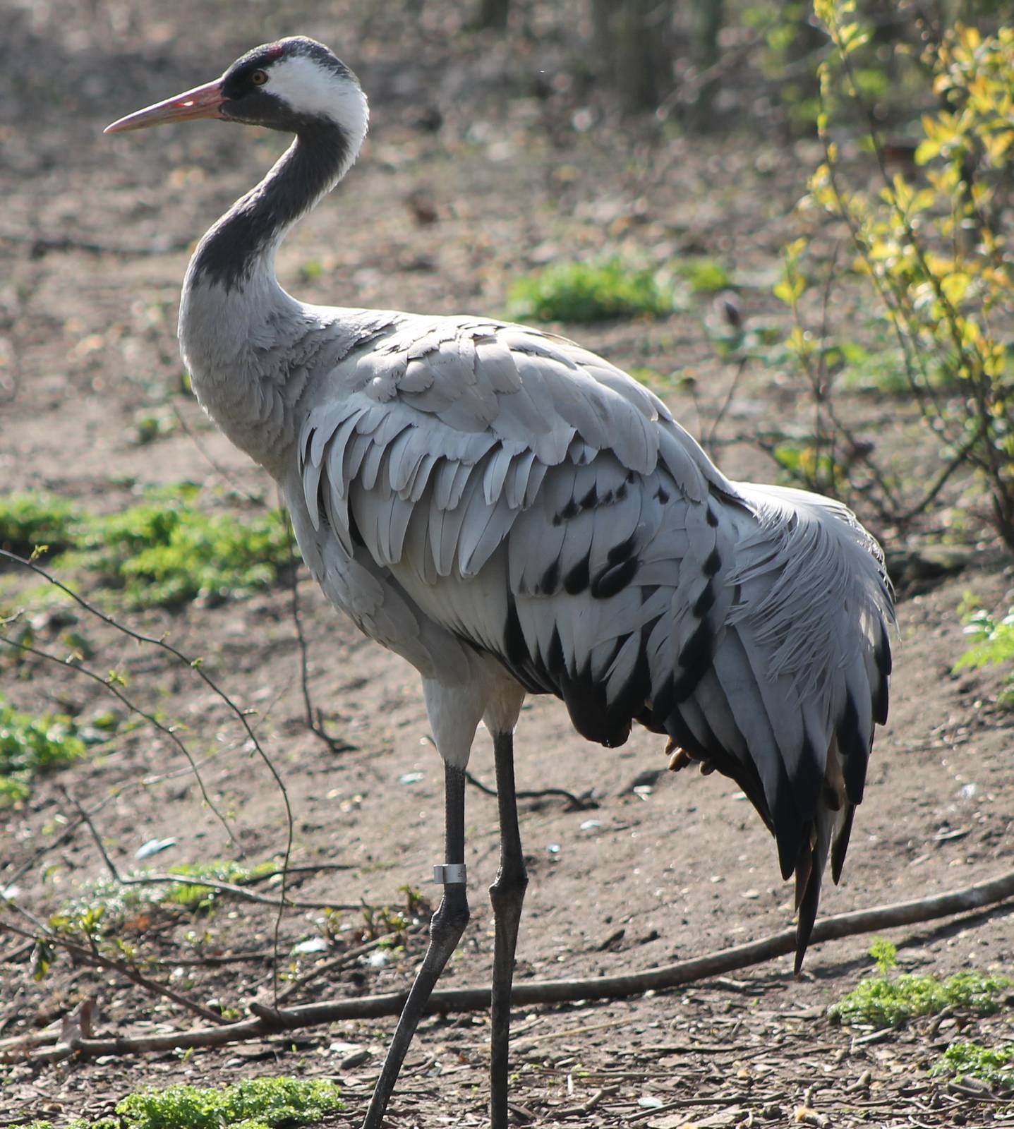 European crane