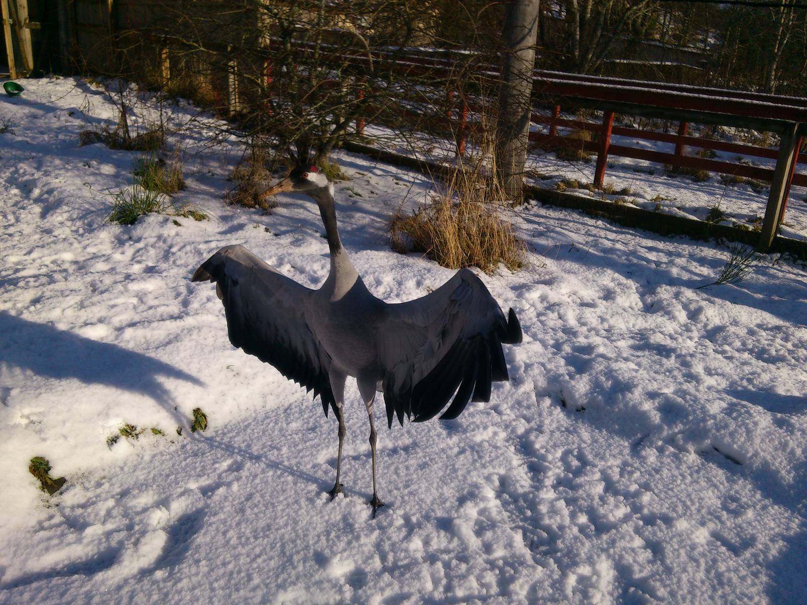 European Crane