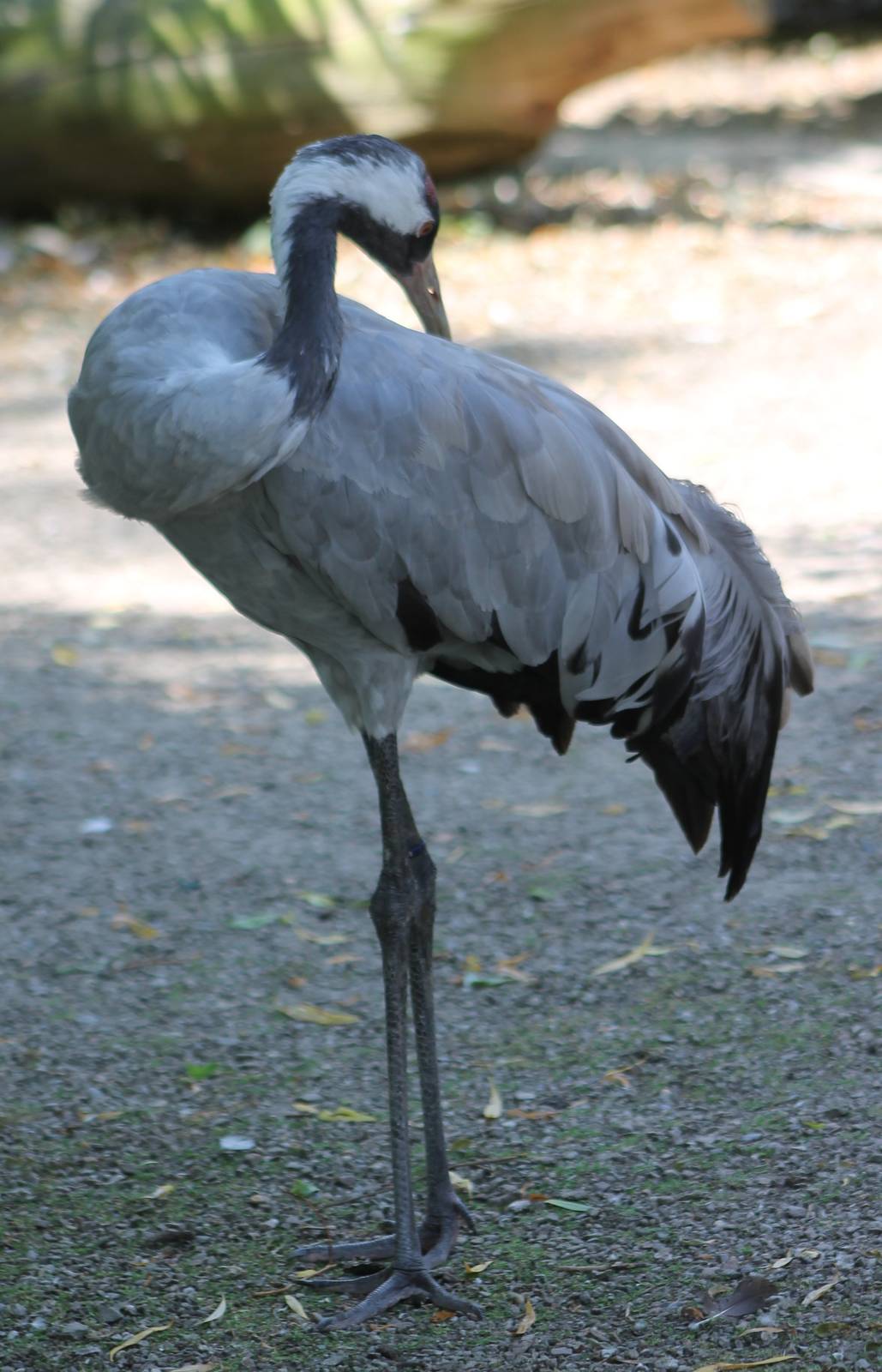 European crane