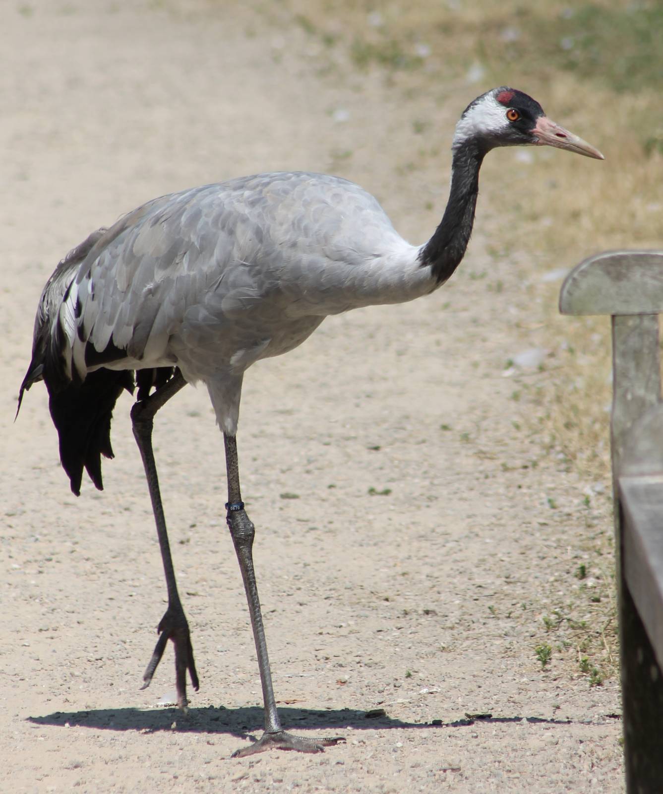 European crane