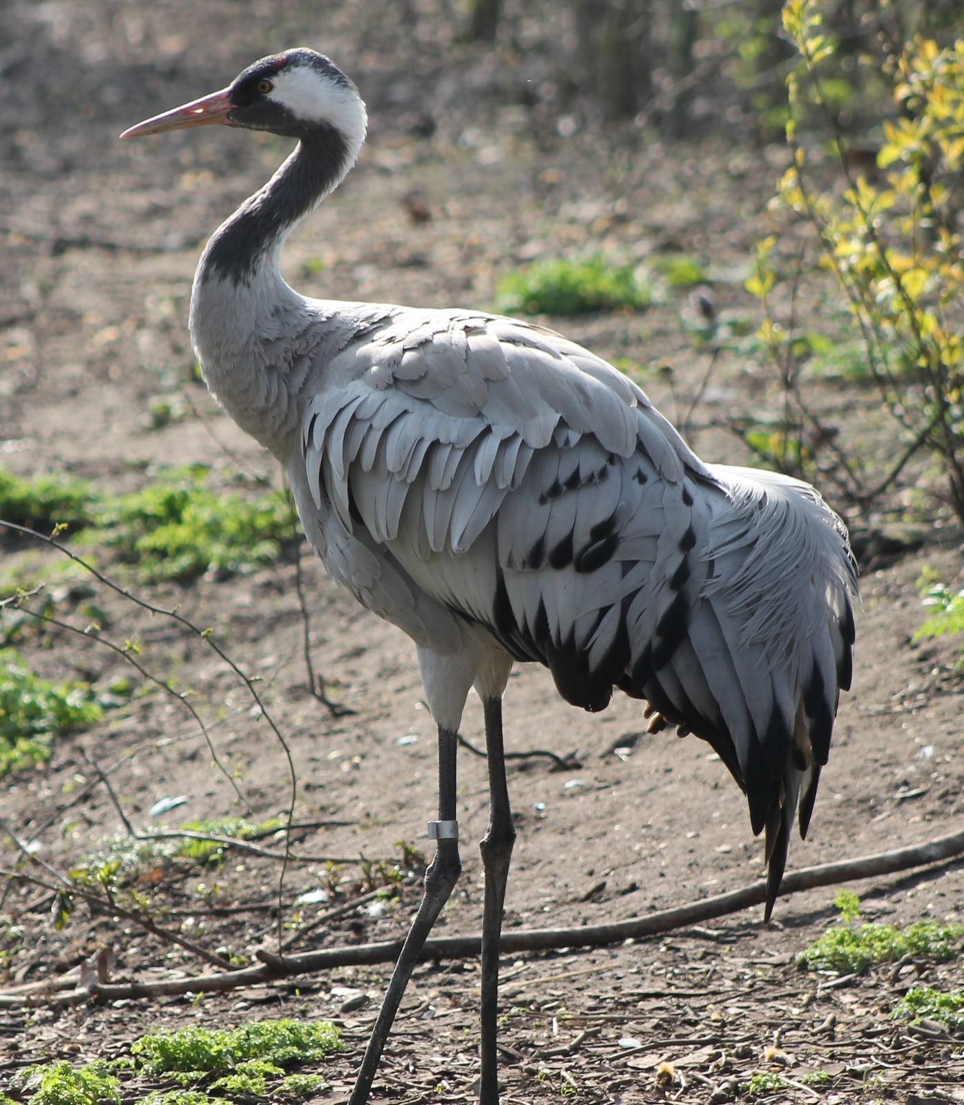 European crane