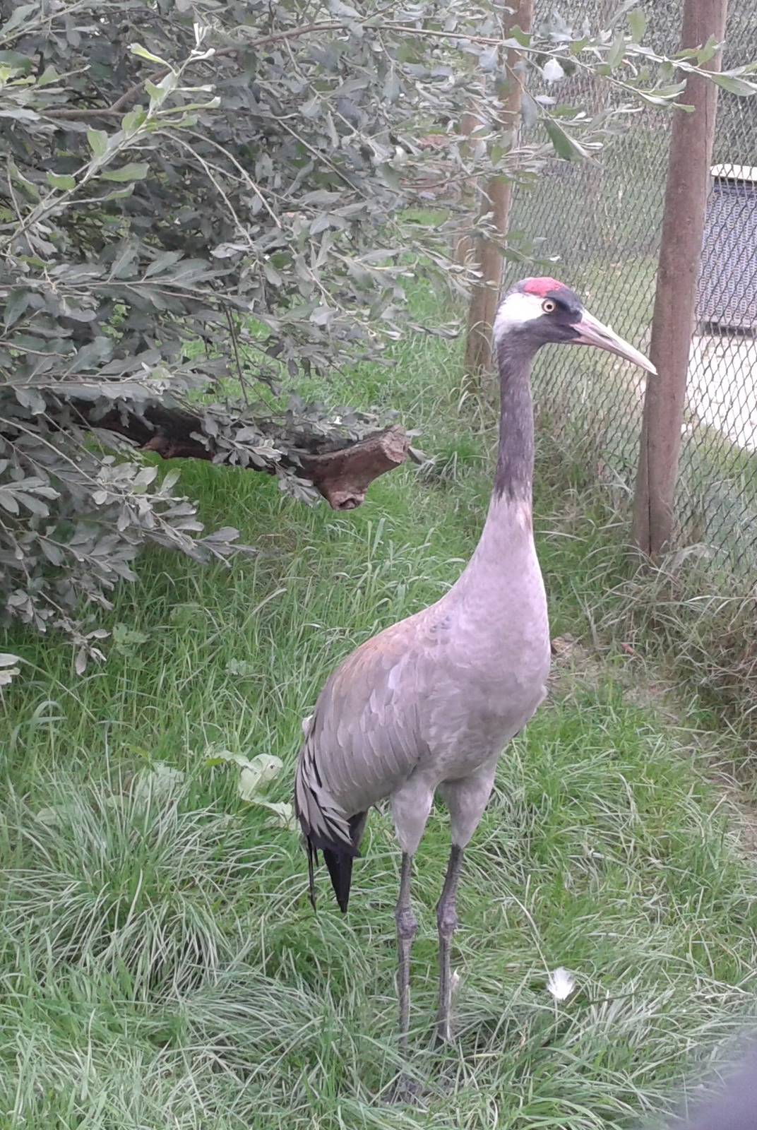 European crane