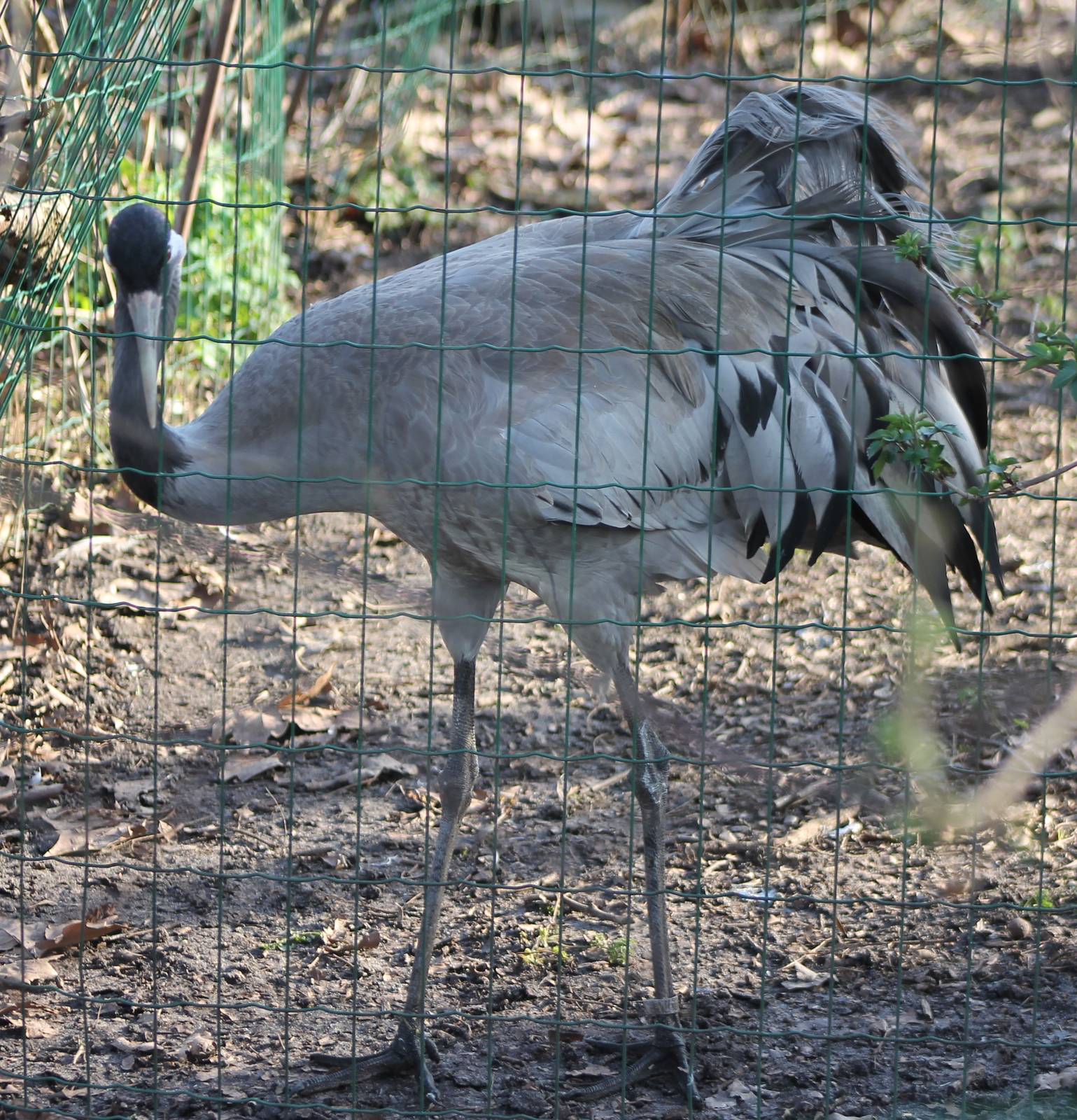 European crane