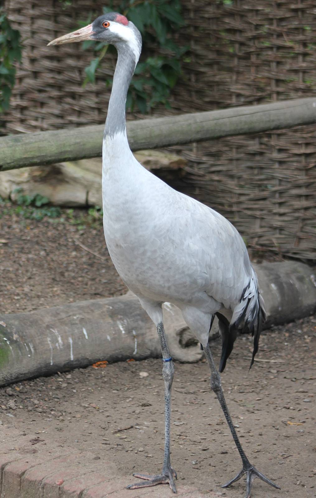 European crane