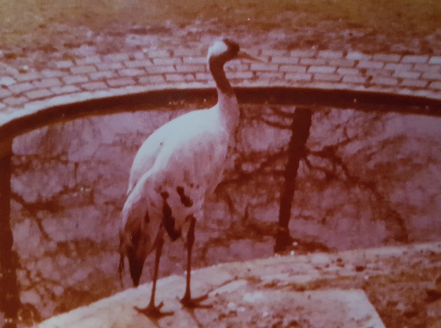 European crane