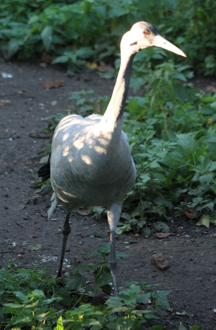 European crane