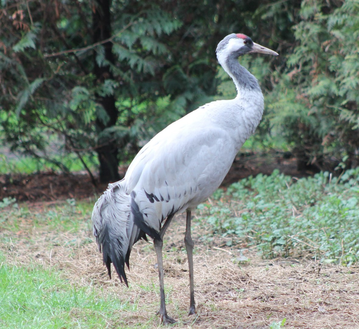 European crane