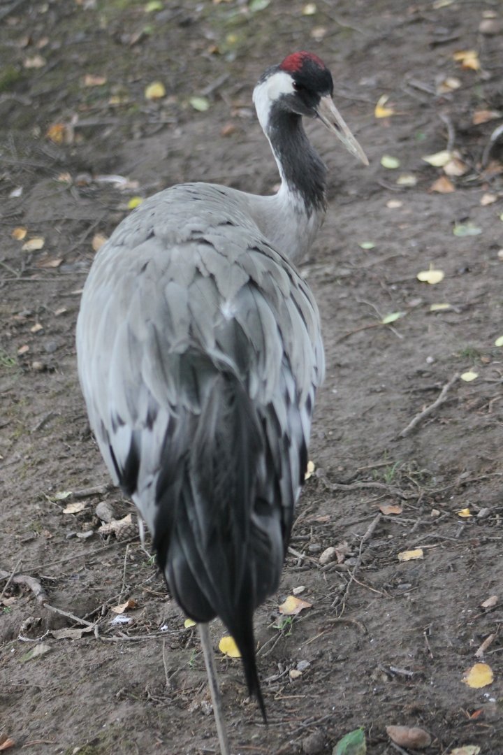 European crane