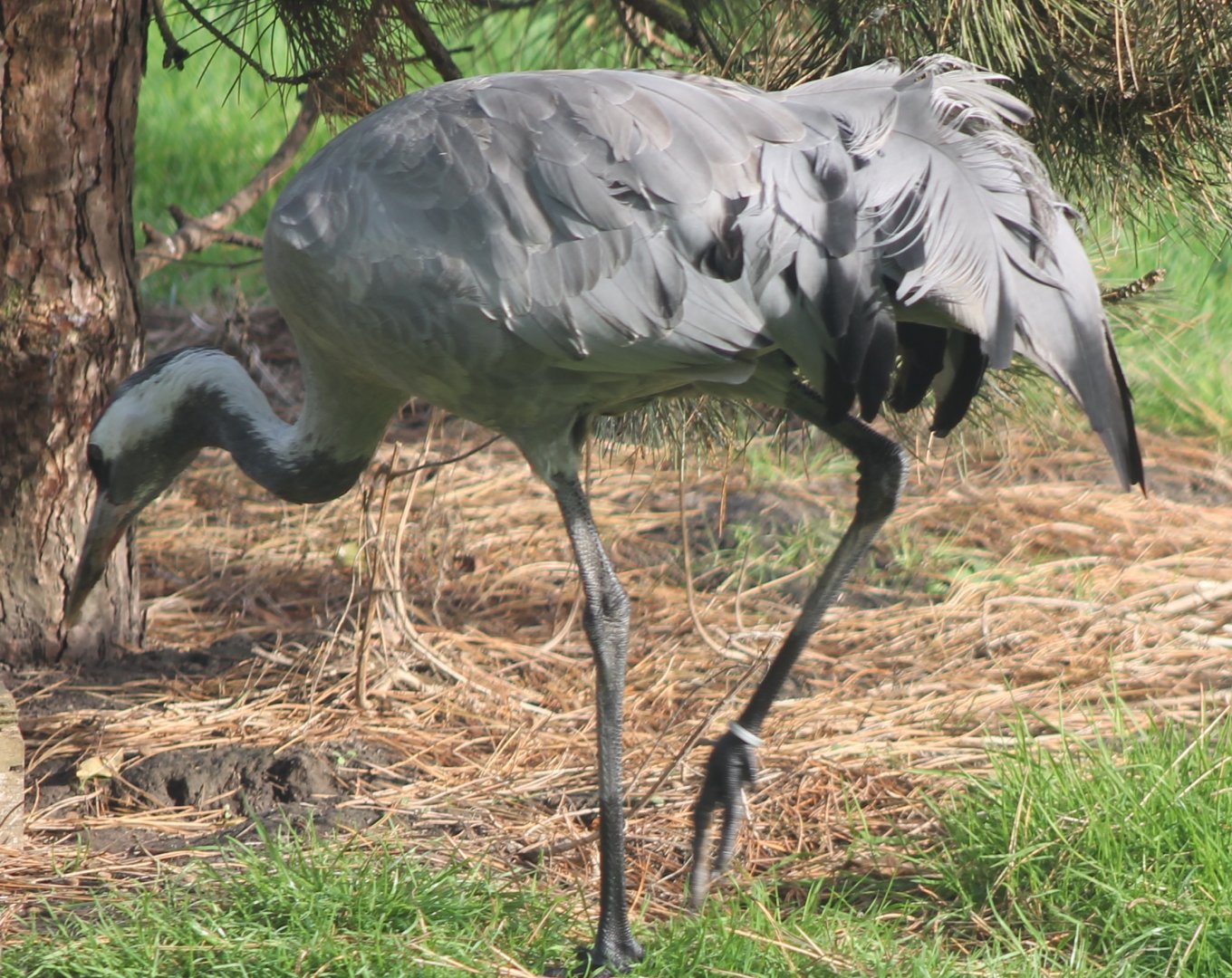 European crane