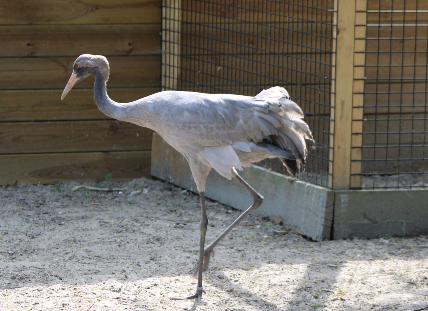 European crane