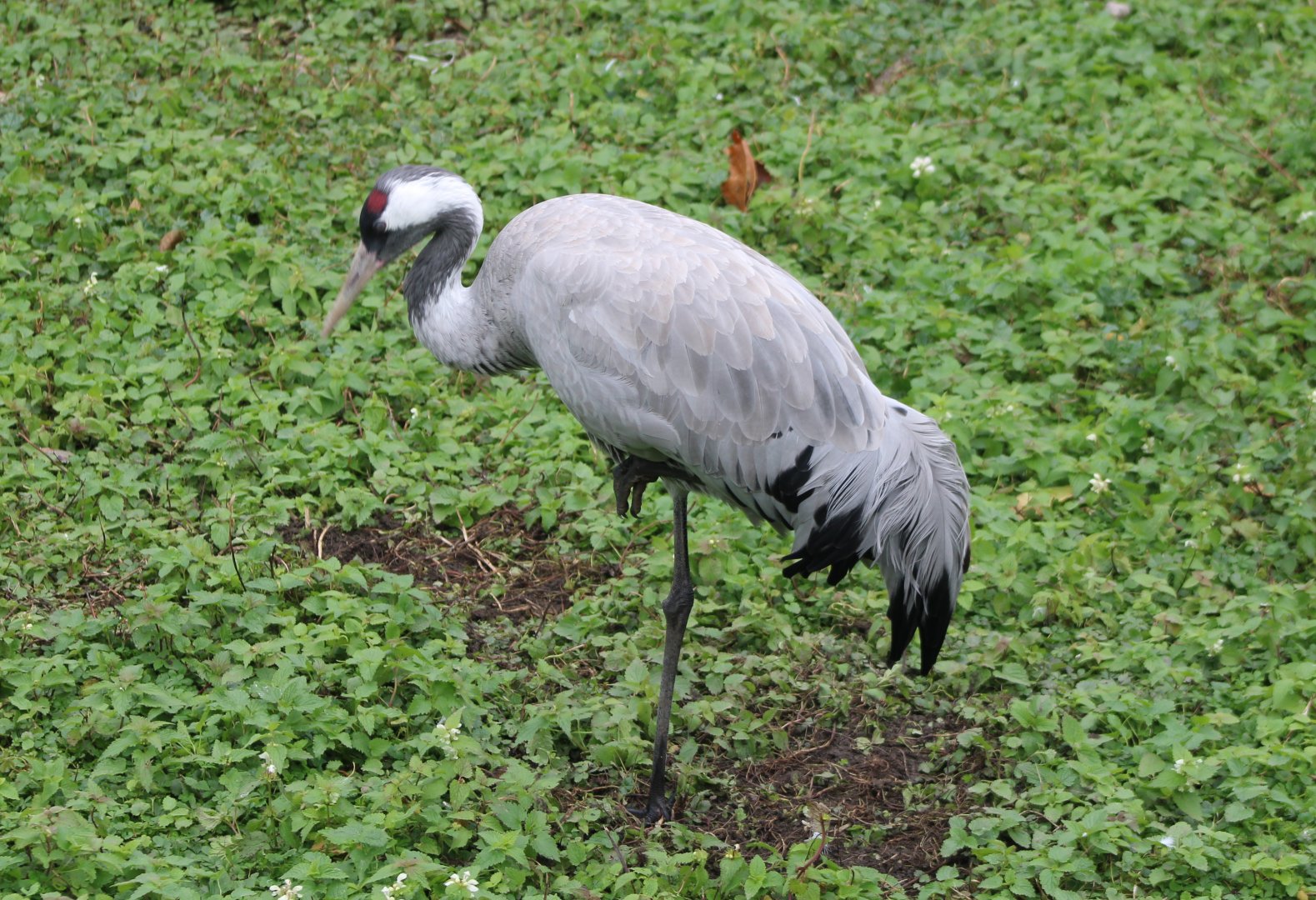 European crane