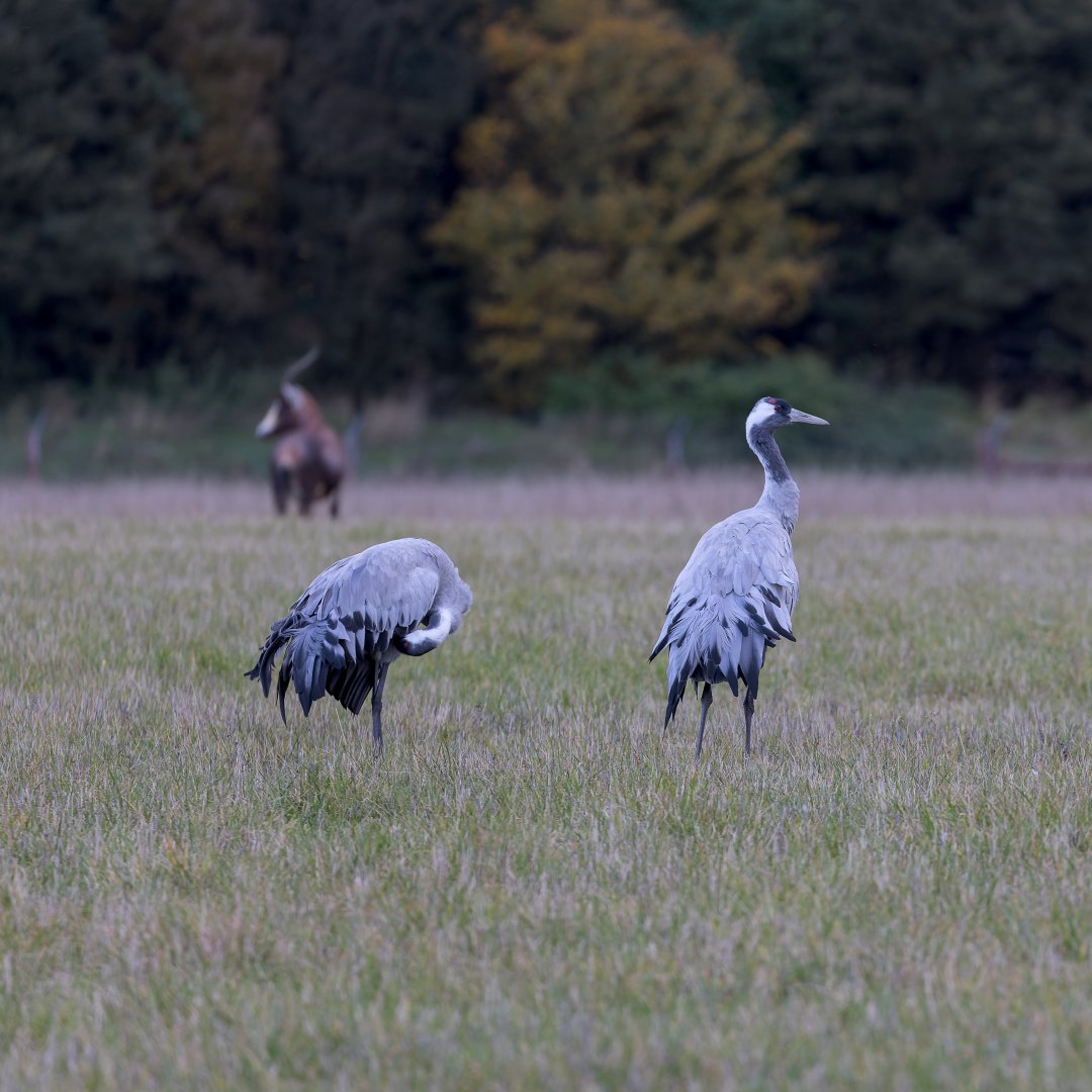 European Cranes and Blesbok / Watatunga / 7-11-23