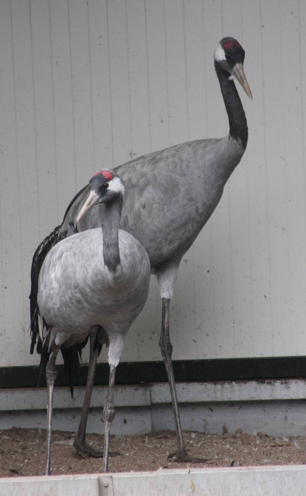 European cranes