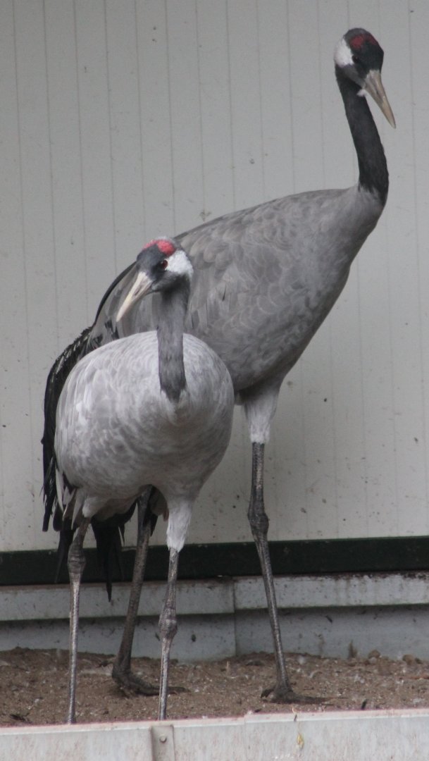 European cranes