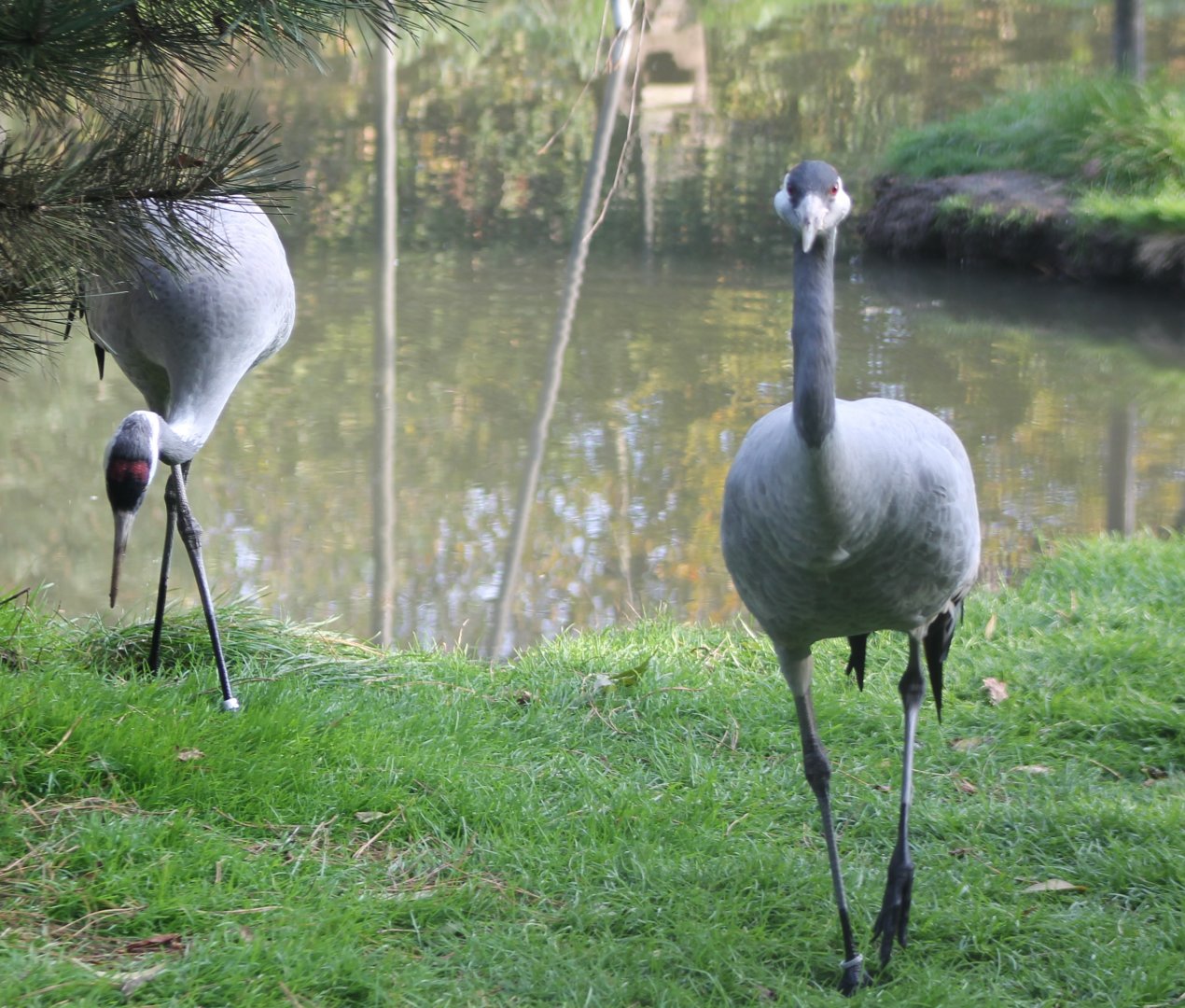 European cranes