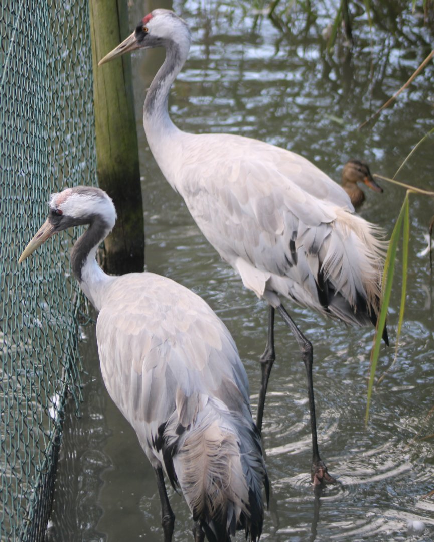 European cranes
