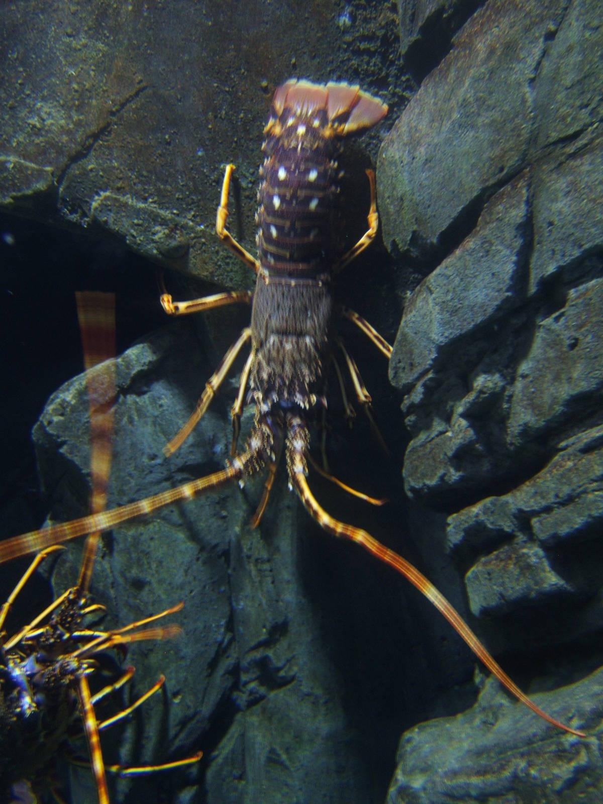 European Crawfish