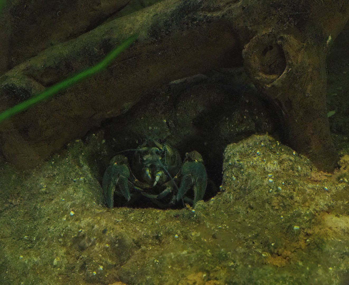 European crayfish (Astacus astacus), 2023-07-18