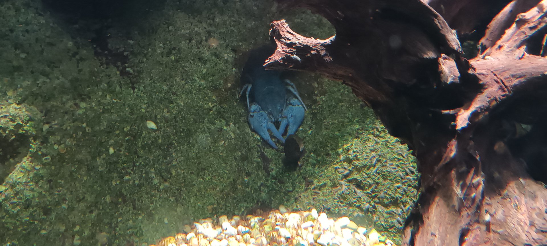 European Crayfish