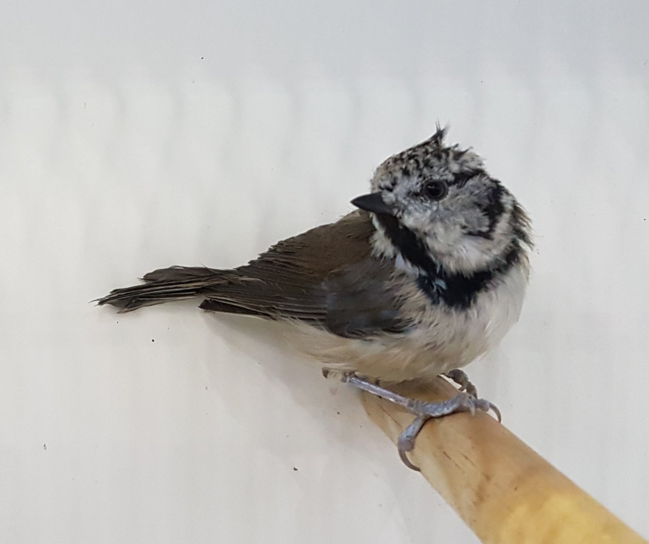 European crested tit - Lophophanus cristatus