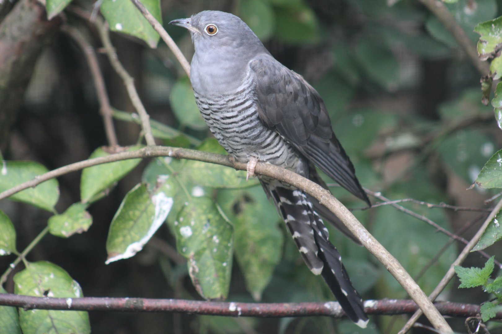 European Cuckoo