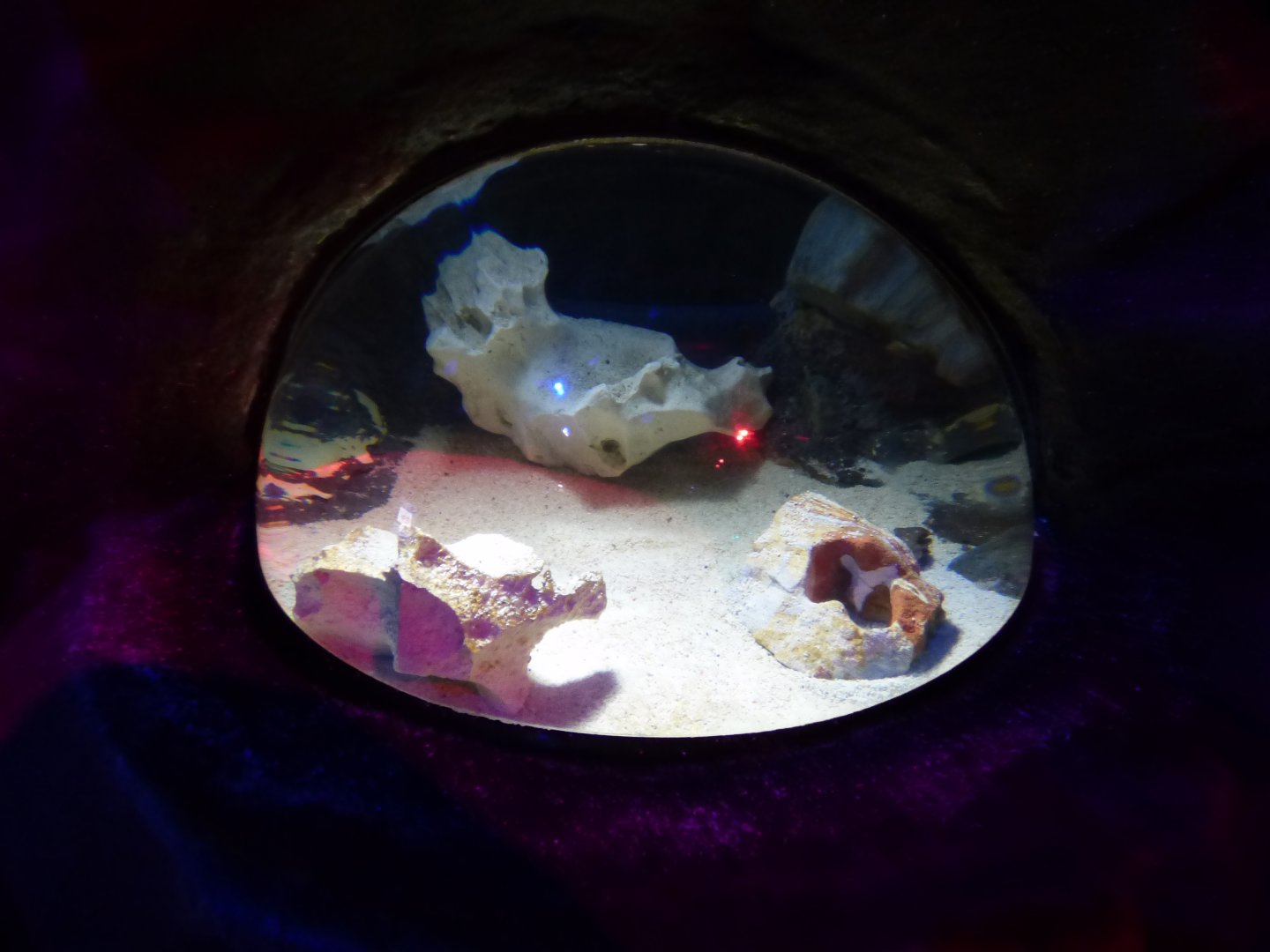 European Cuttle Fish Exhibit in "Octopus Hideout"