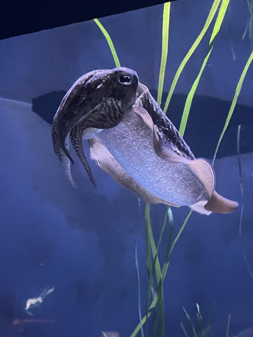 European Cuttlefish