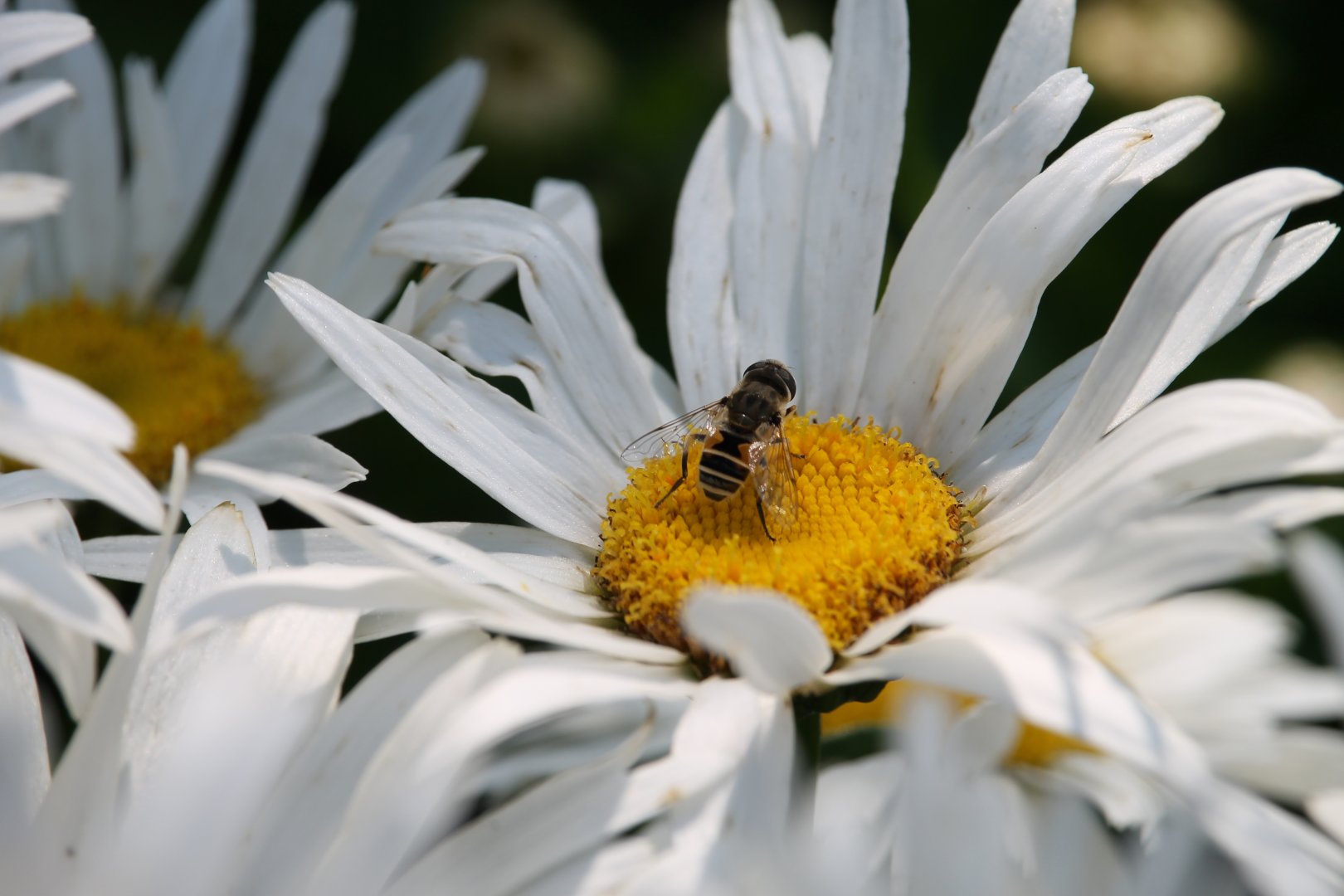 European drone fly (Eristalis arbustorum)