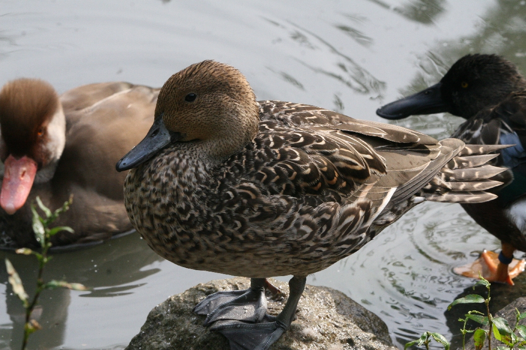 European Ducks #1
