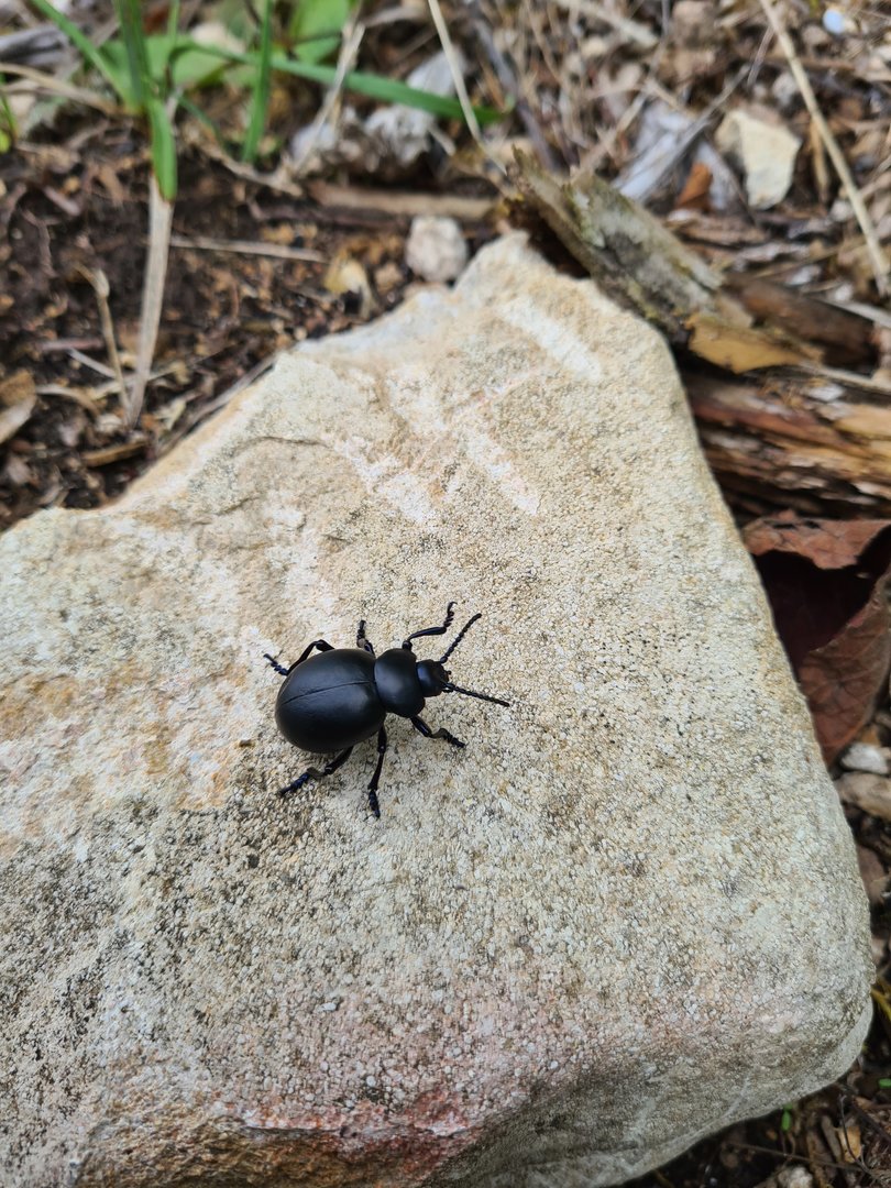 European dung beetle