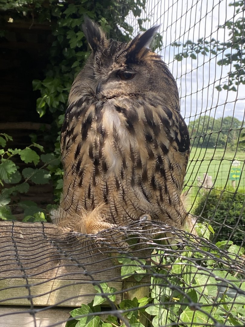 European eagle-owl 060625