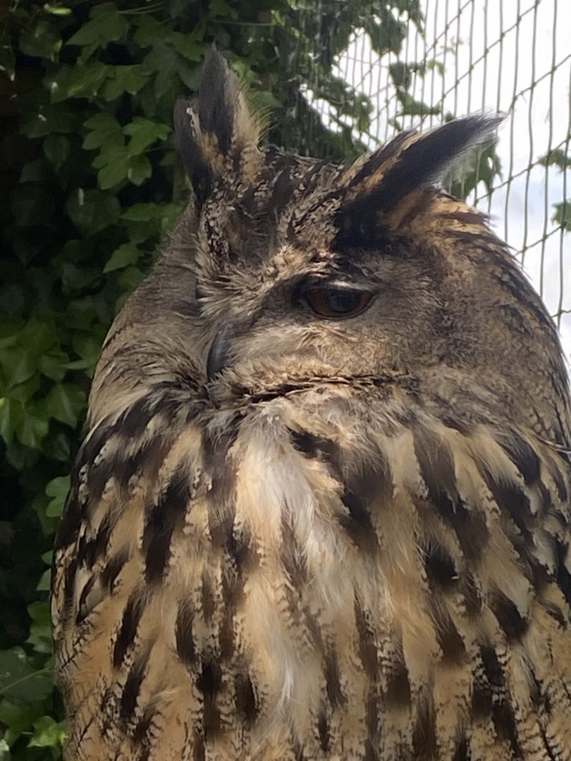 European eagle-owl 060625