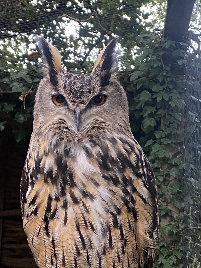European eagle-owl 101025