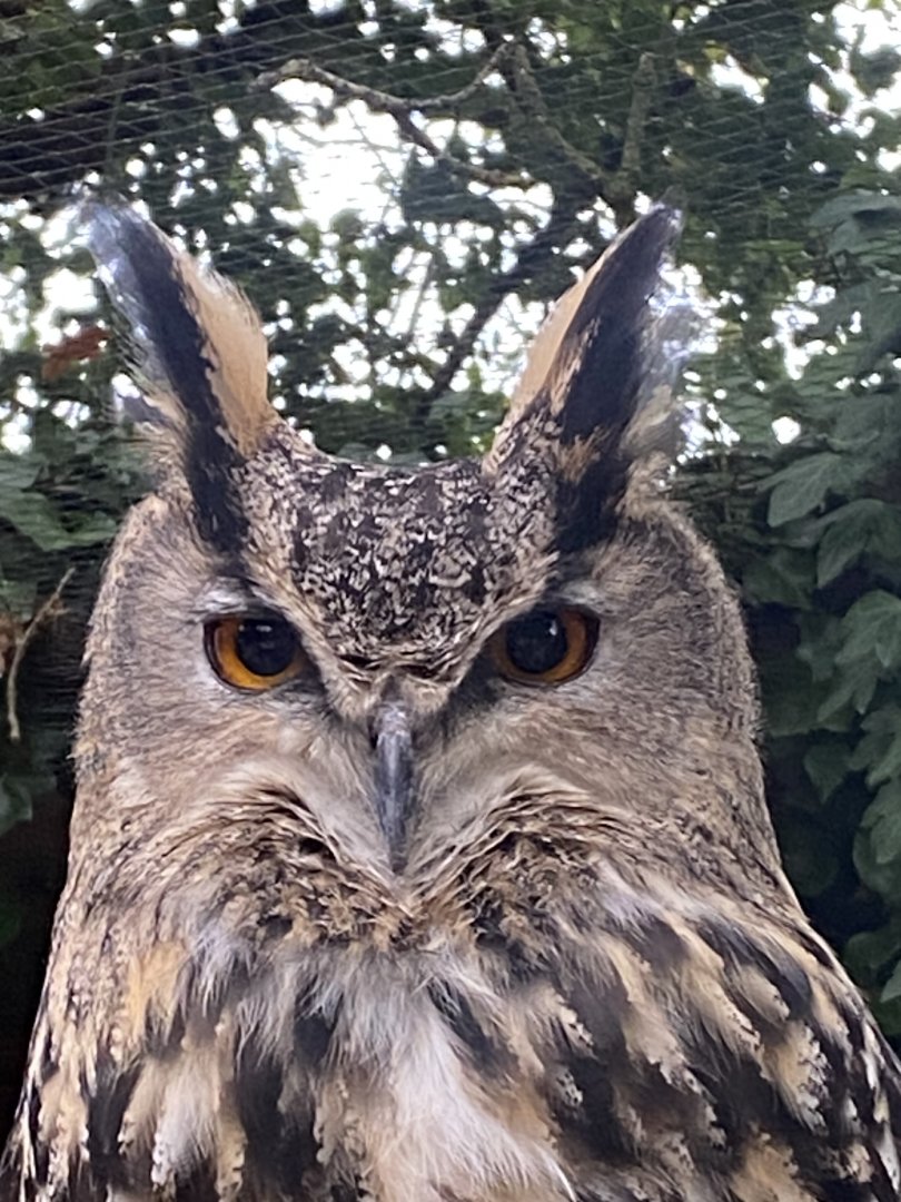European eagle-owl 101025