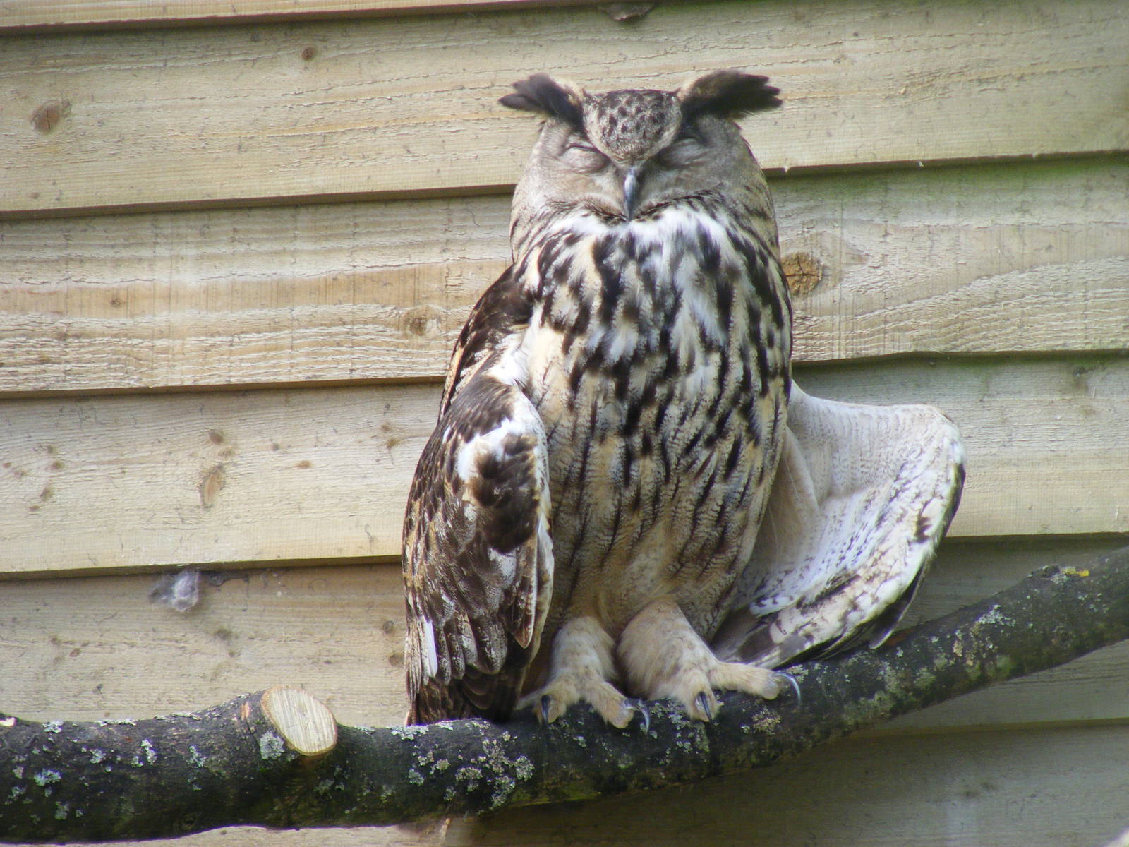 European eagle owl at Birdland, 22 April 2011