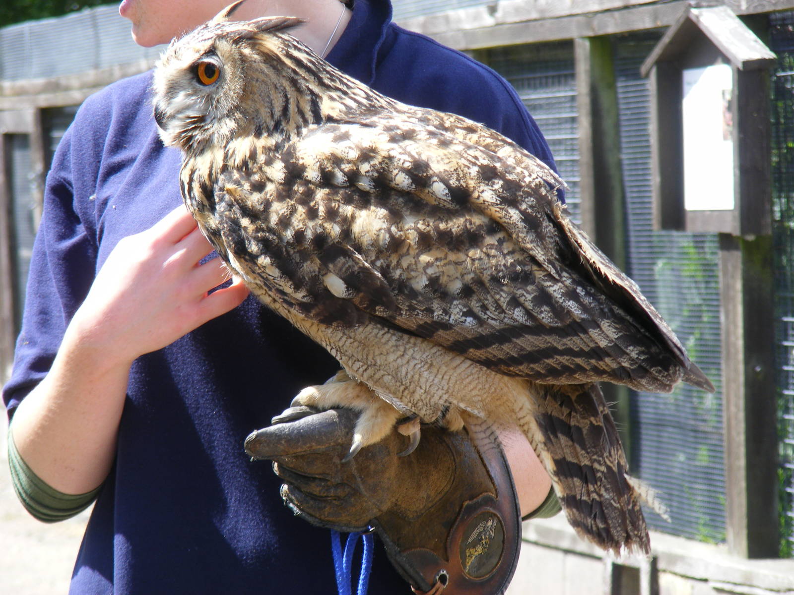 European eagle owl at British Wildlife Centre, 30 May 2010
