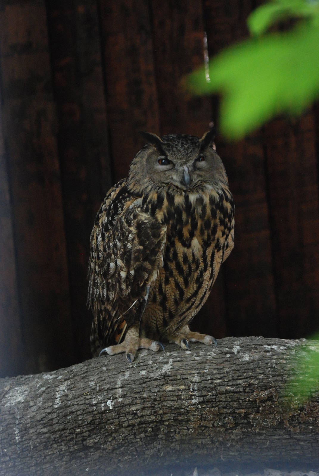 European Eagle Owl at Madrid Zoo Aquarium, 26/05/11