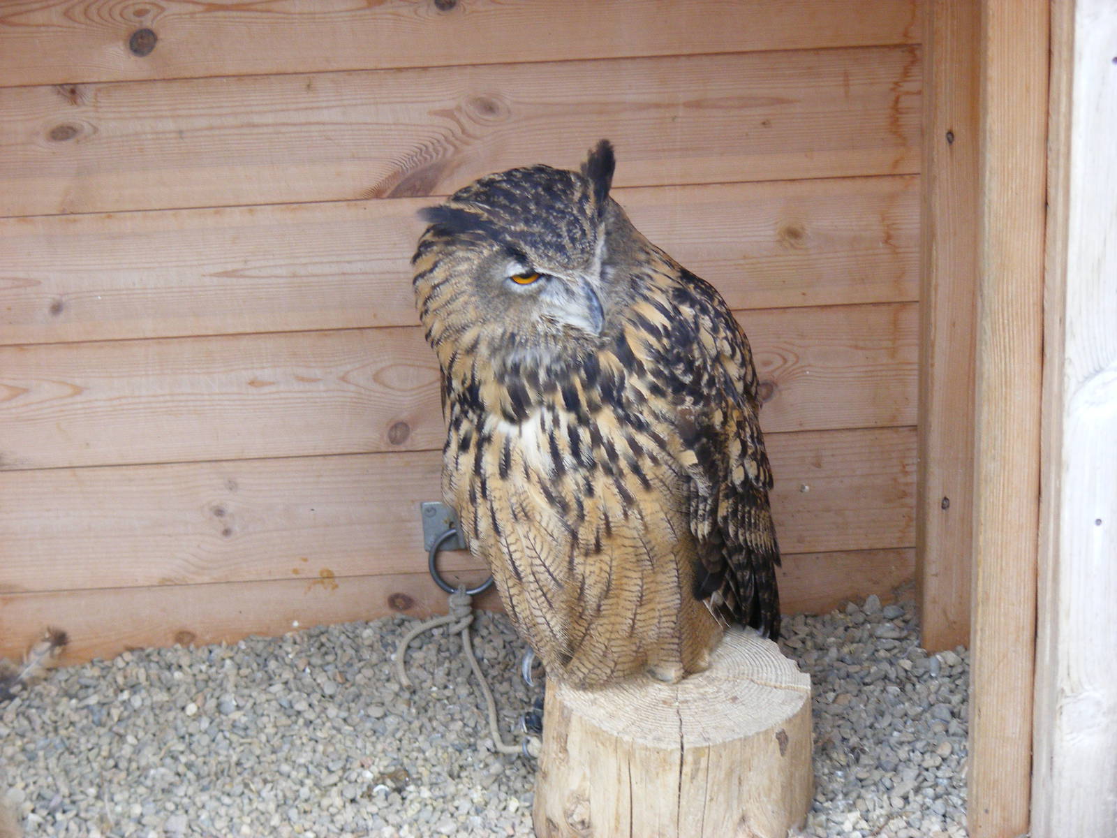European eagle owl at Wickid Pets - Animal Adventure, 29 April 2011