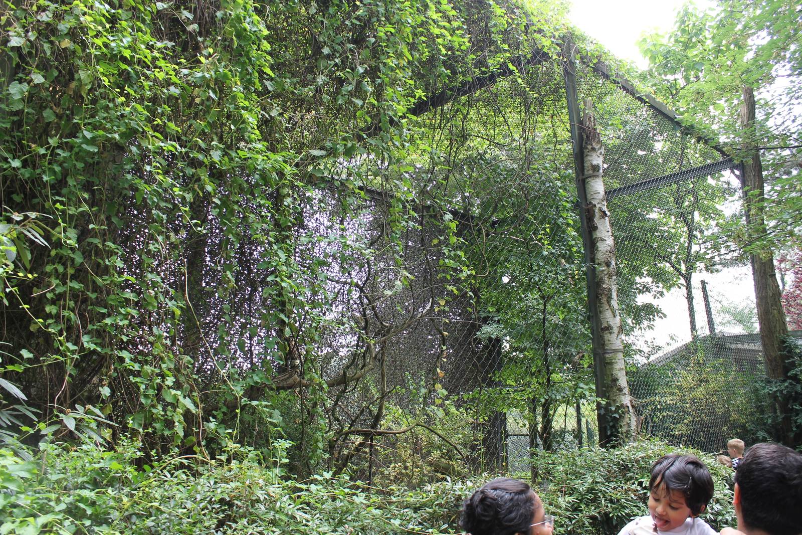 European eagle owl avairy