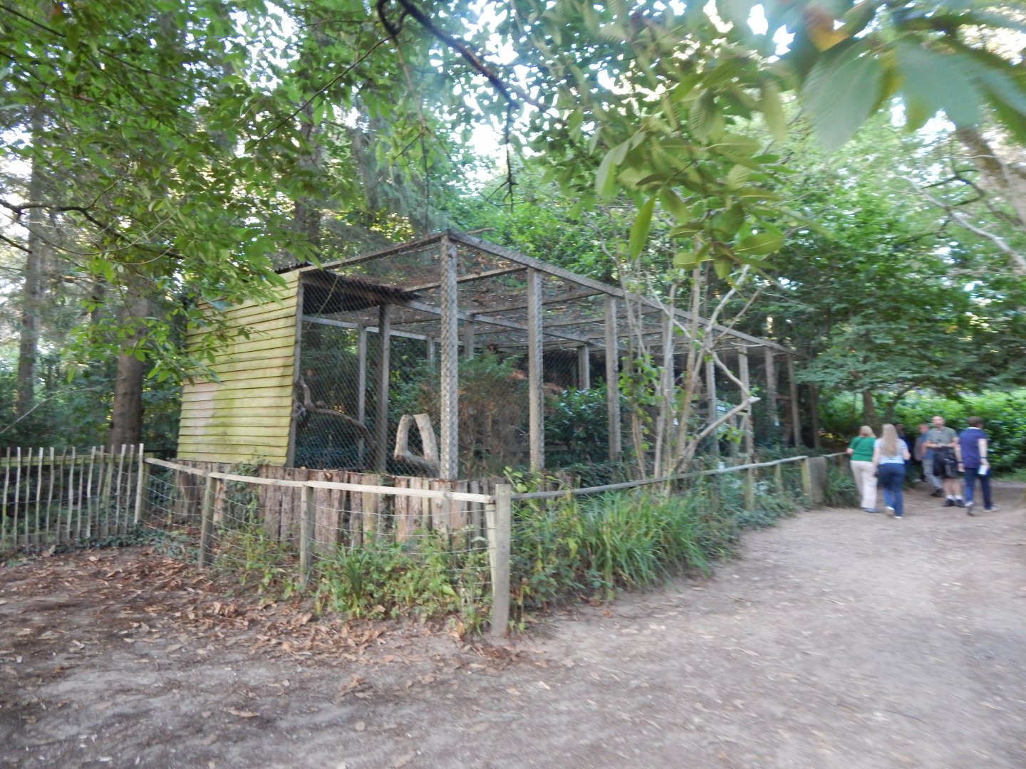 European eagle-owl aviary 020825