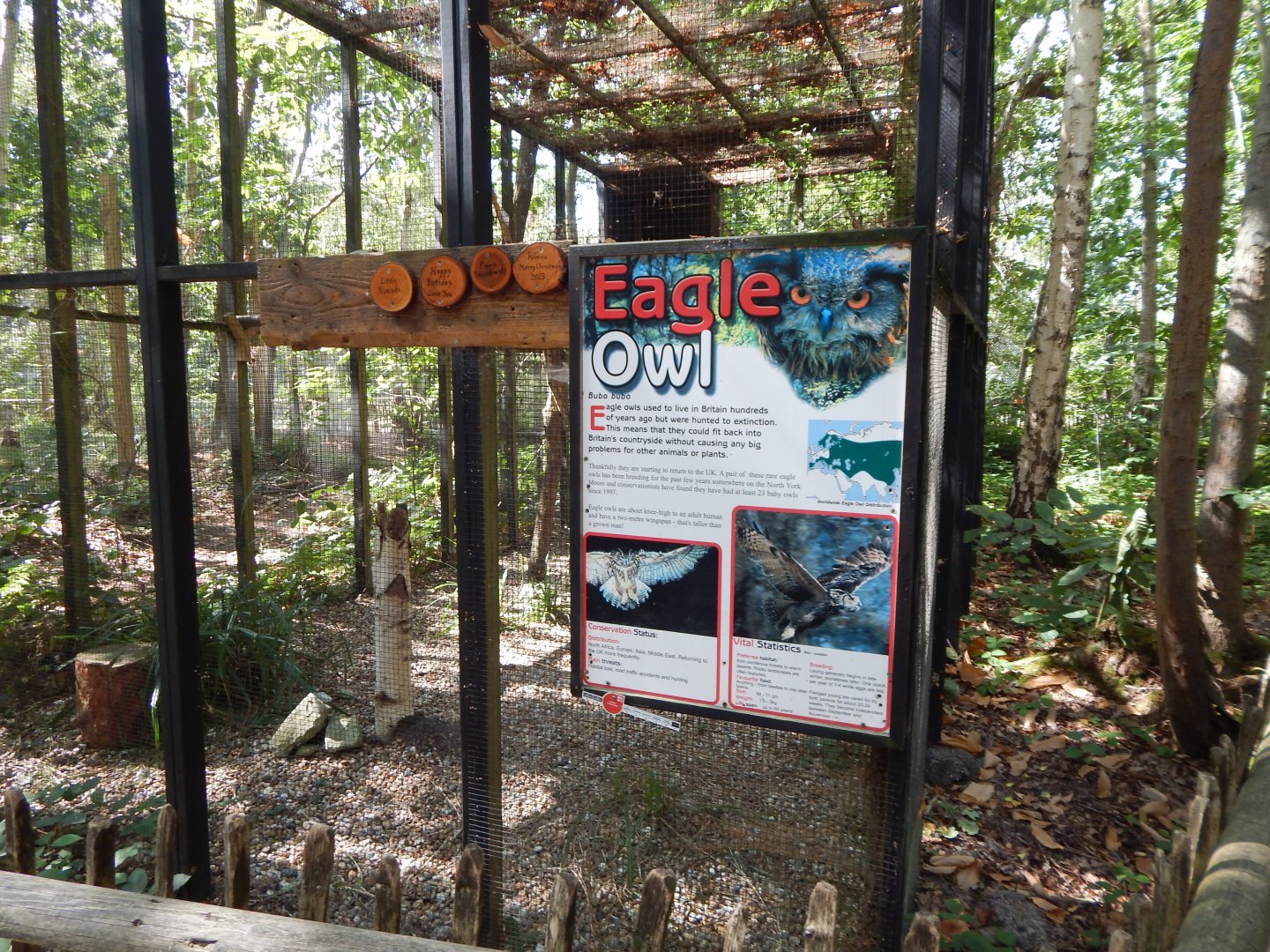 European eagle-owl aviary 030924