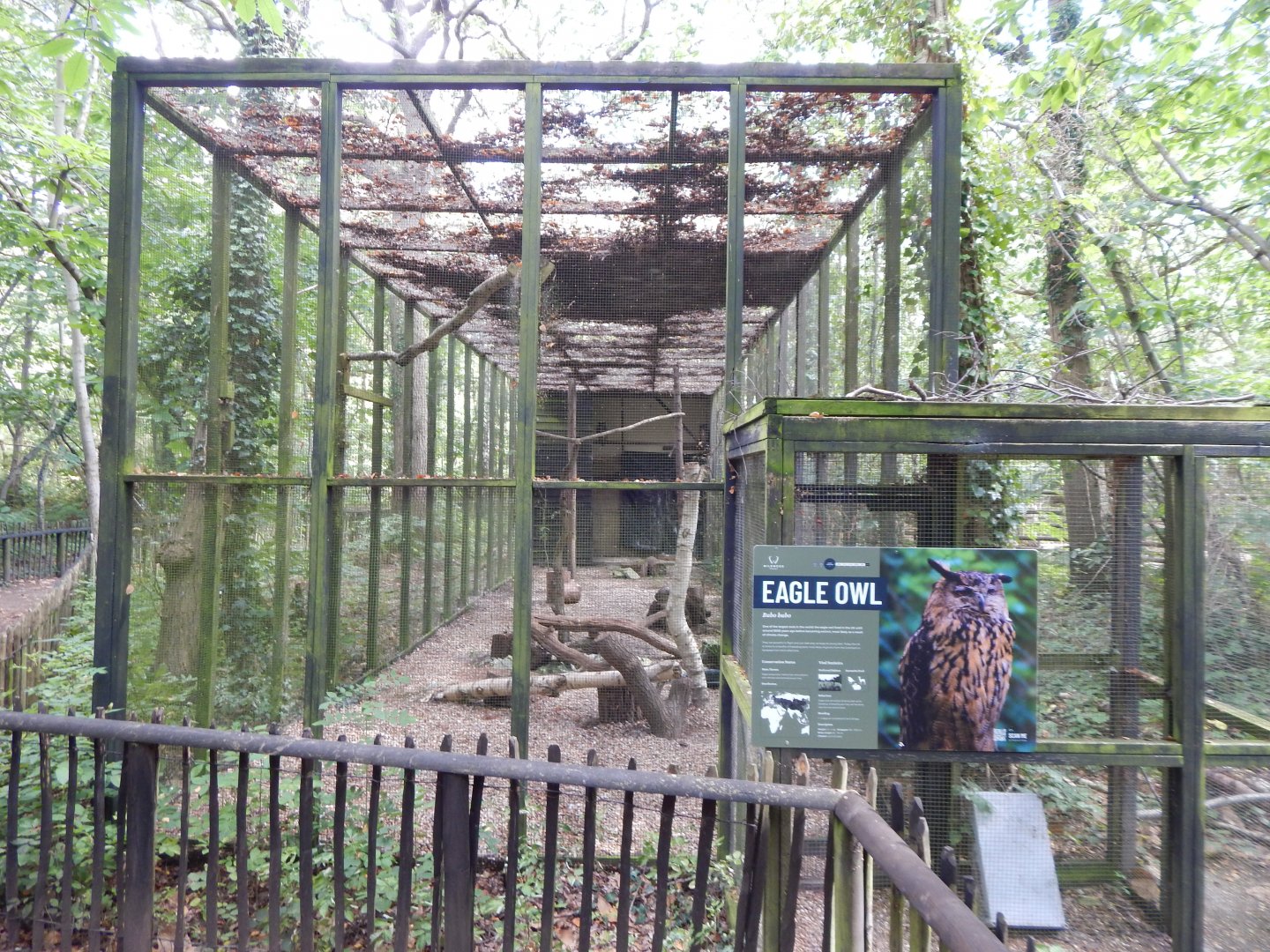 European eagle-owl aviary 030924