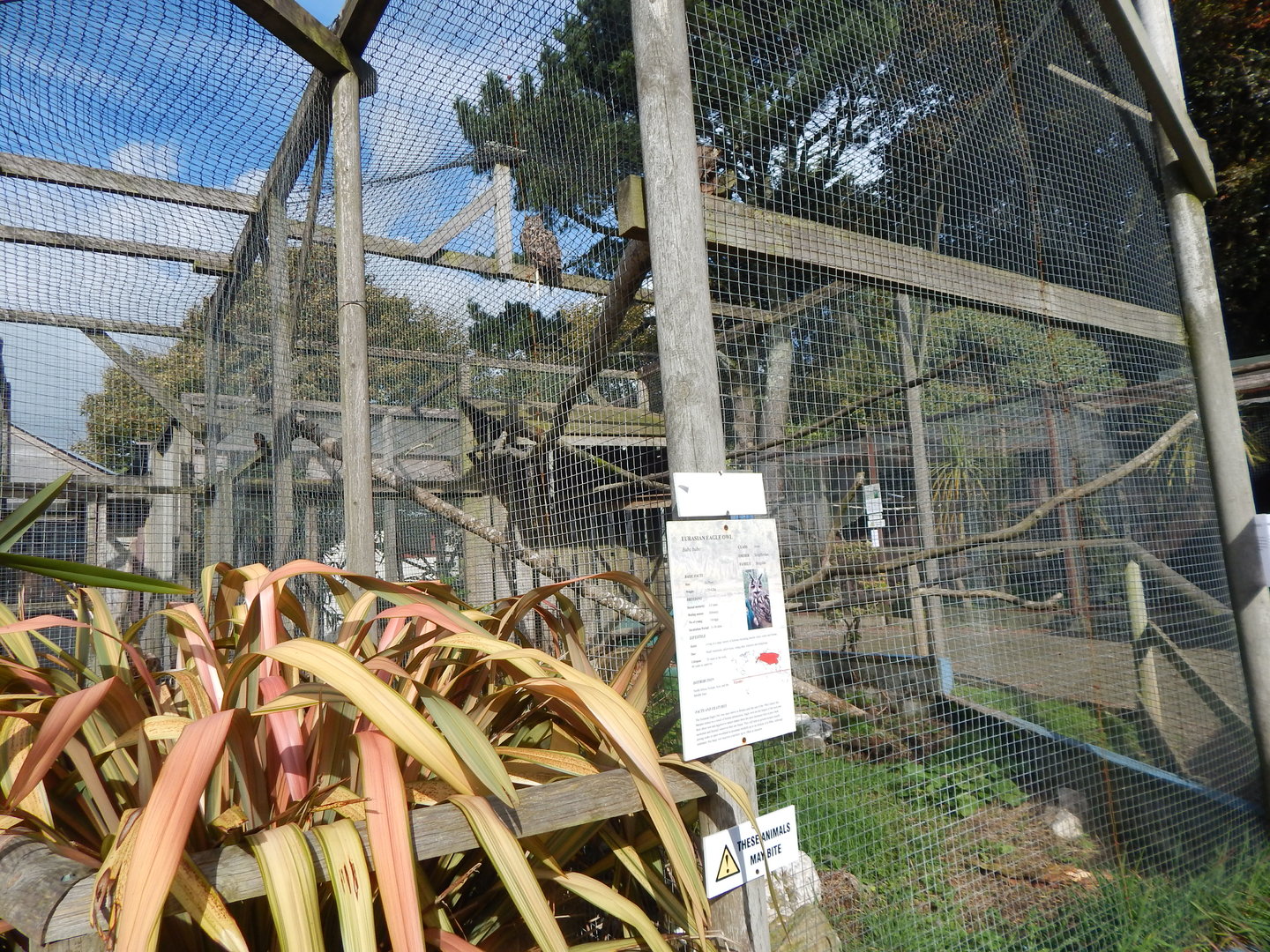European eagle-owl aviary 151022