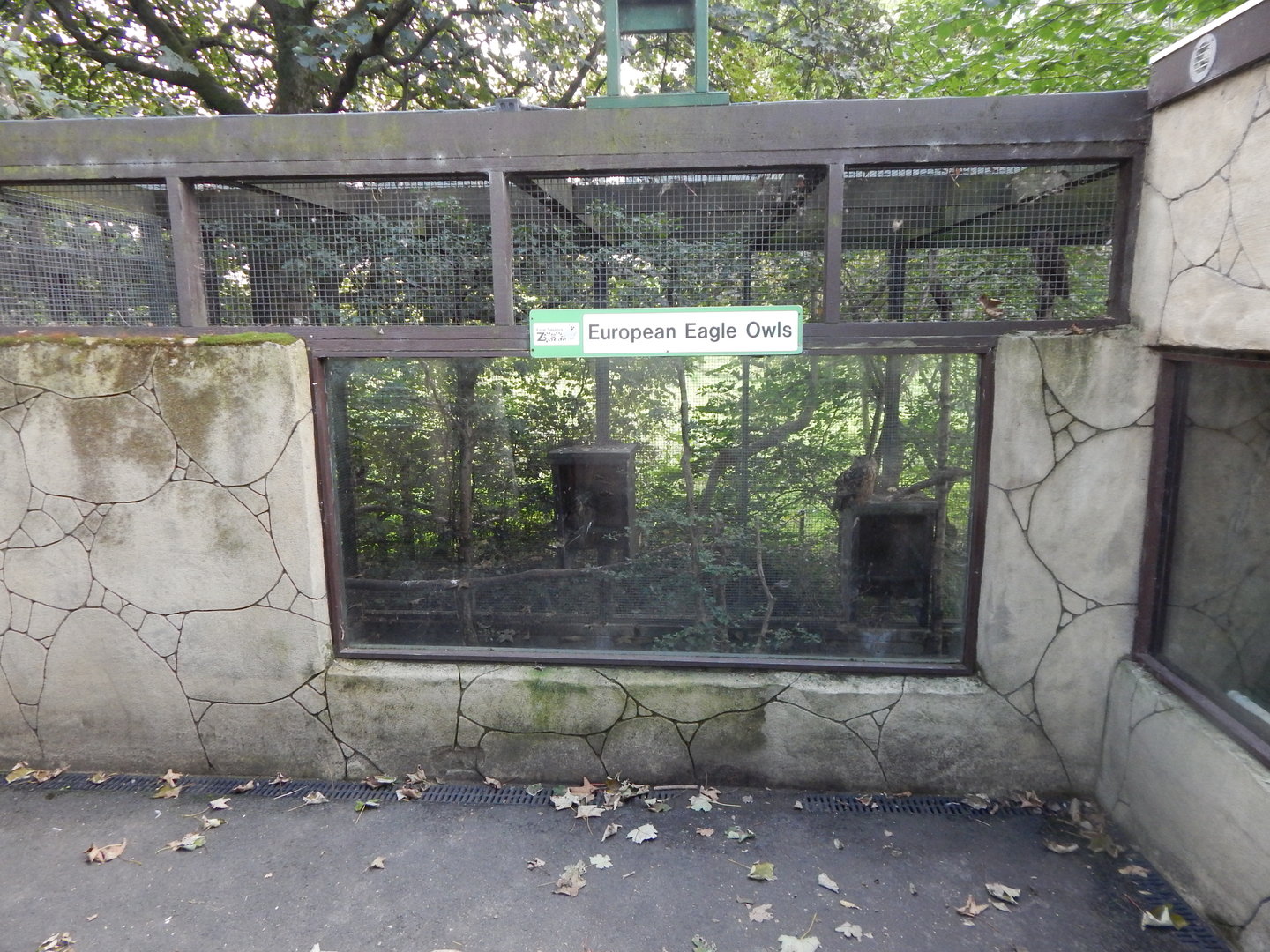 European eagle-owl aviary 200922