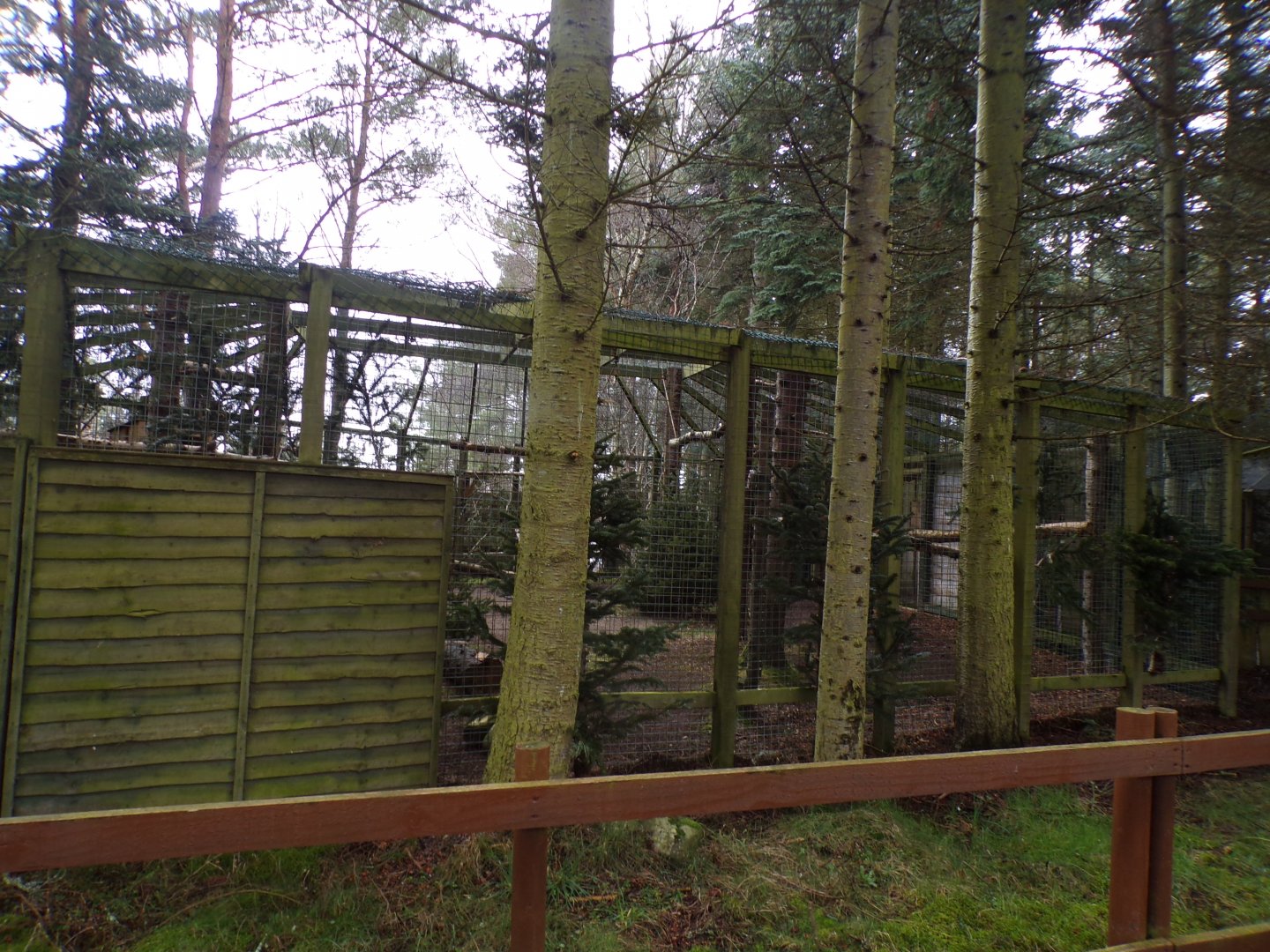 European eagle owl aviary 5.4.24
